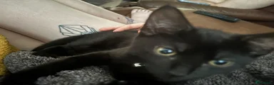 Mixed Breed Kitten 1