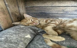 Mixed Breed cats for adoption: Pizza  - Image 3