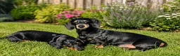 Miniature Dachshund dogs for sale: Beautiful Flo  - Advert 3