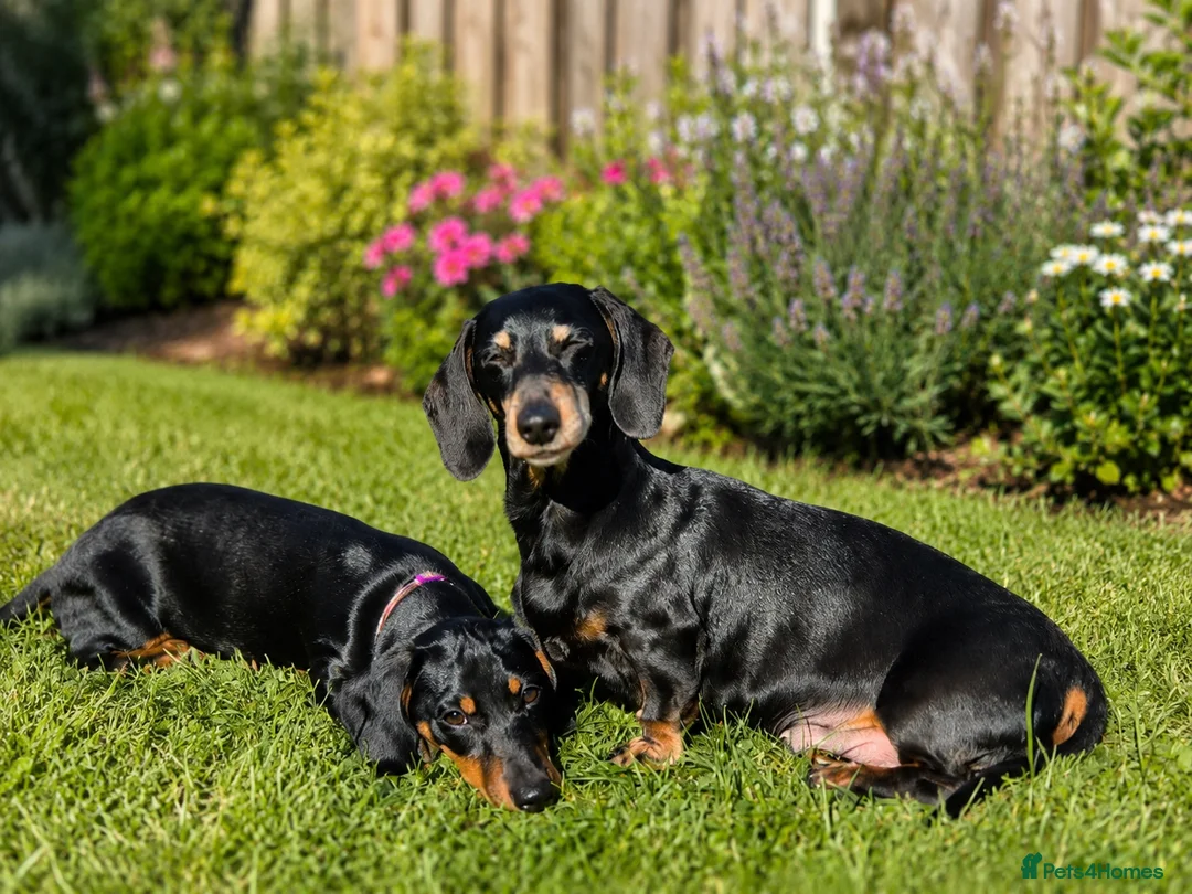 Miniature Dachshund dogs for sale: Beautiful Flo  - Advert 3