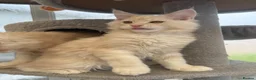 Maine Coon cats for sale: Outstanding TICA registered kittens - Advert 20