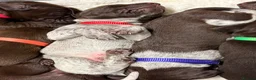 German Shorthaired Pointer dogs for sale: KC registered German Shorthaired Pointers - Advert 15