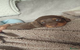 Miniature Dachshund dogs for sale: Chocolate & tan long haired miniature dachsund - Image 2