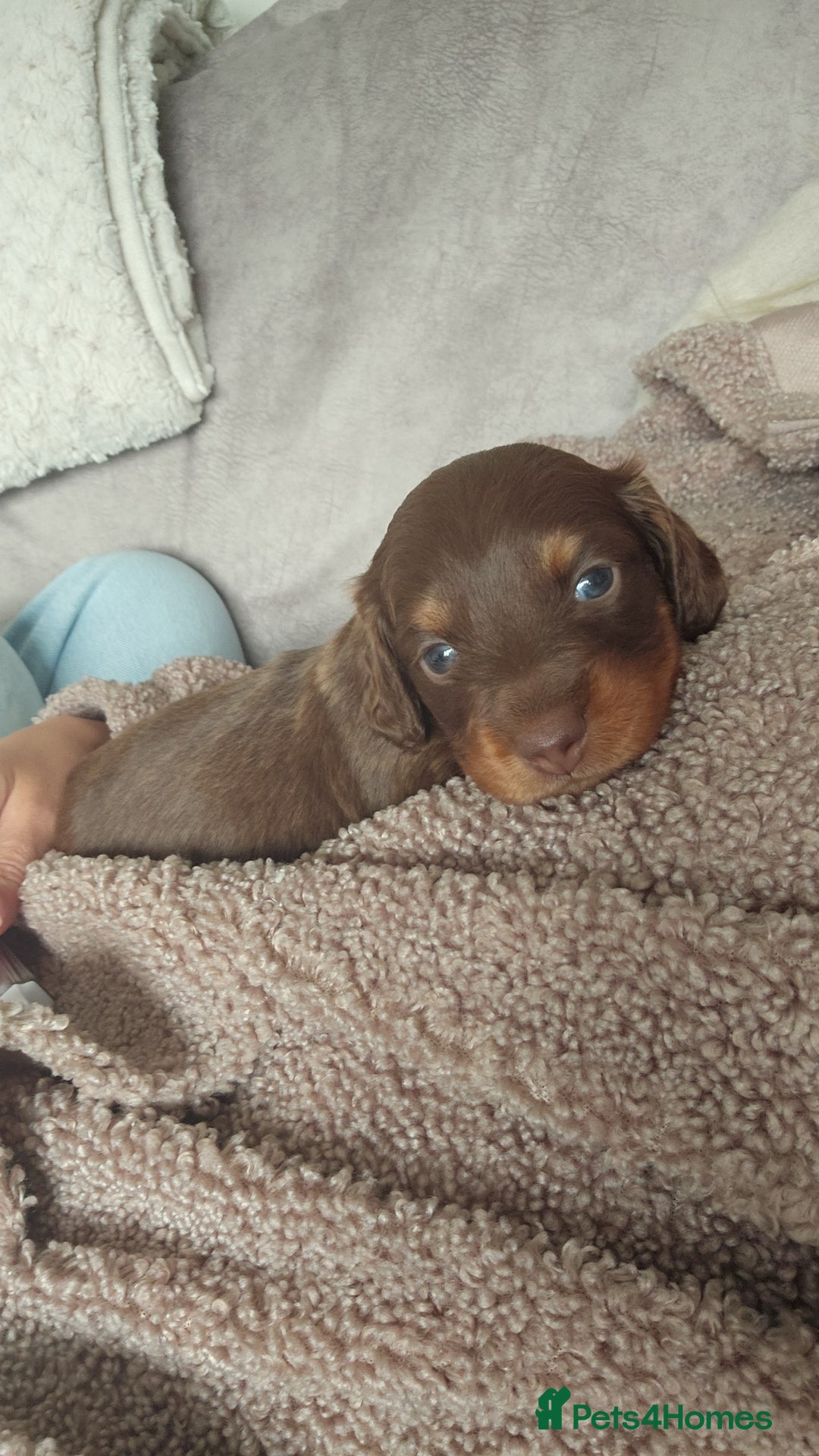 Miniature Dachshund dogs for sale: Chocolate & tan long haired miniature dachsund - Image 2