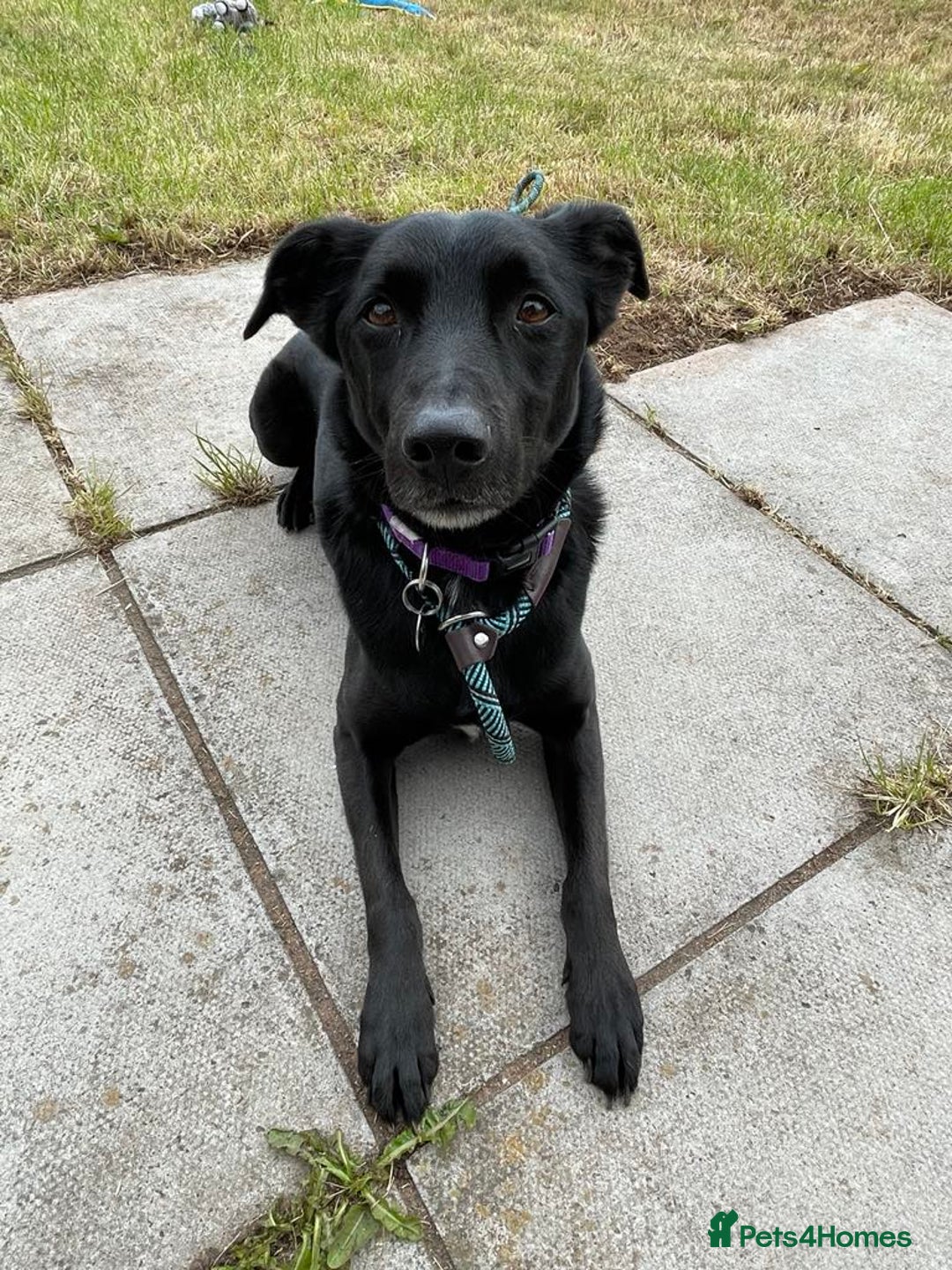 Mixed Breed dogs for adoption: TED - 5 yrs, medium, playful, loves other dogs in Ross-on-Wye - Image 9