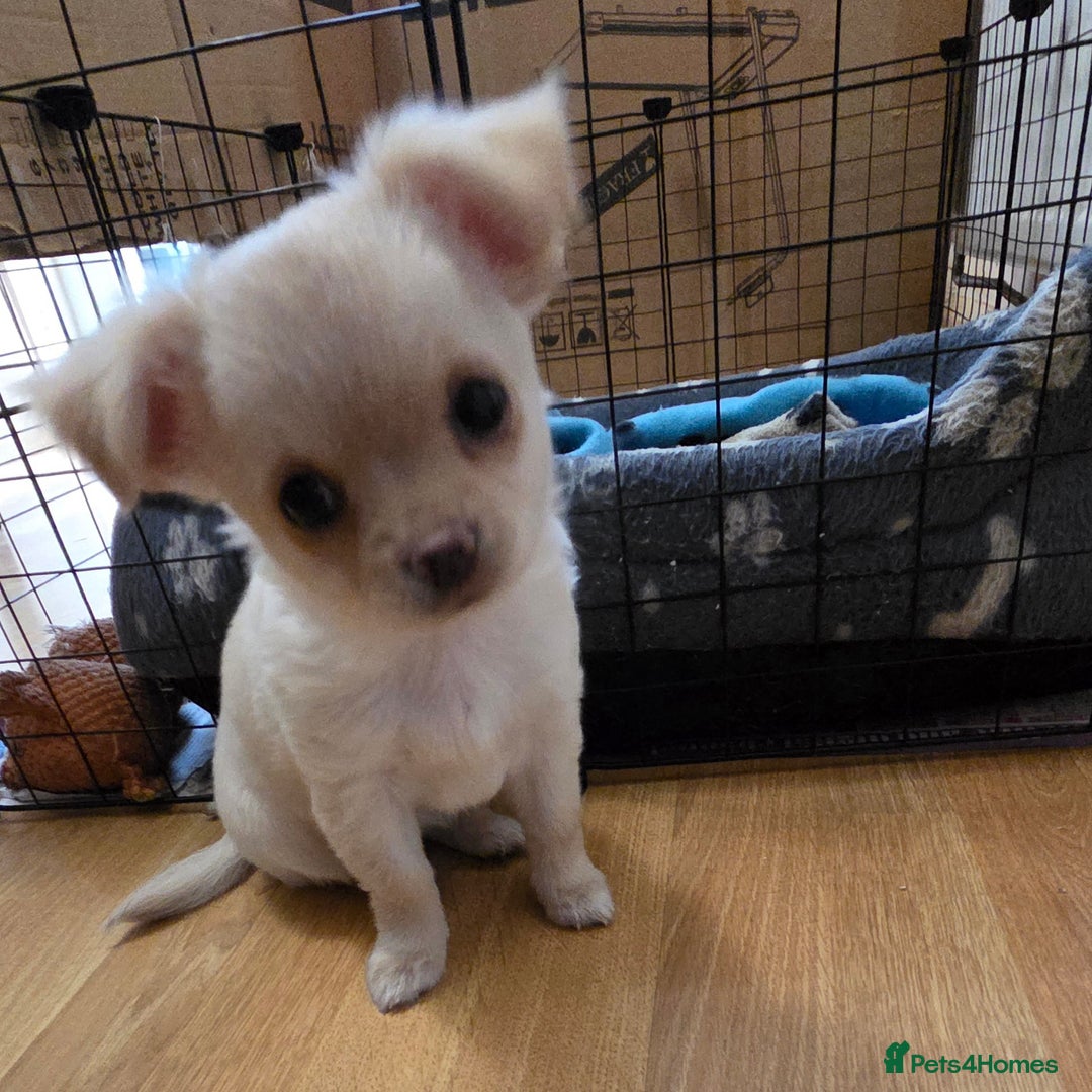 Chihuahua dogs for sale: Chihuahua PUPPY - Advert 5