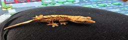 Gecko reptiles for sale: Unsexed Baby Crested Geckos - Advert 3