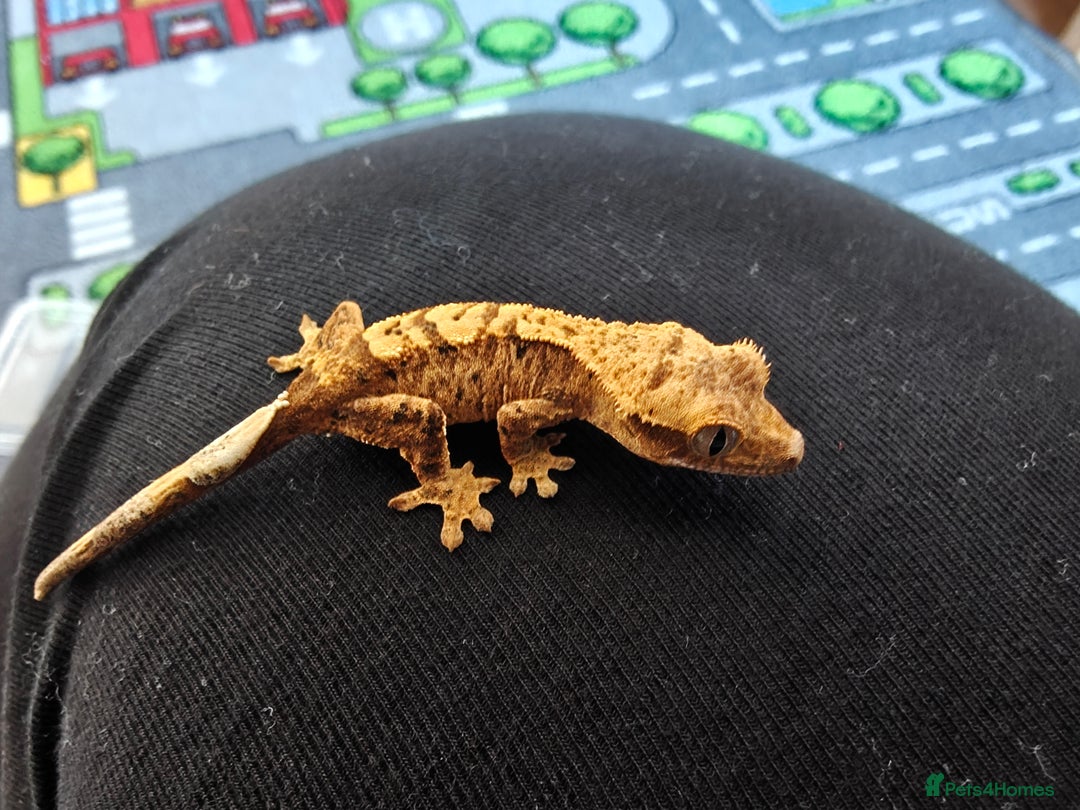 Gecko reptiles for sale: Unsexed Baby Crested Geckos - Advert 3