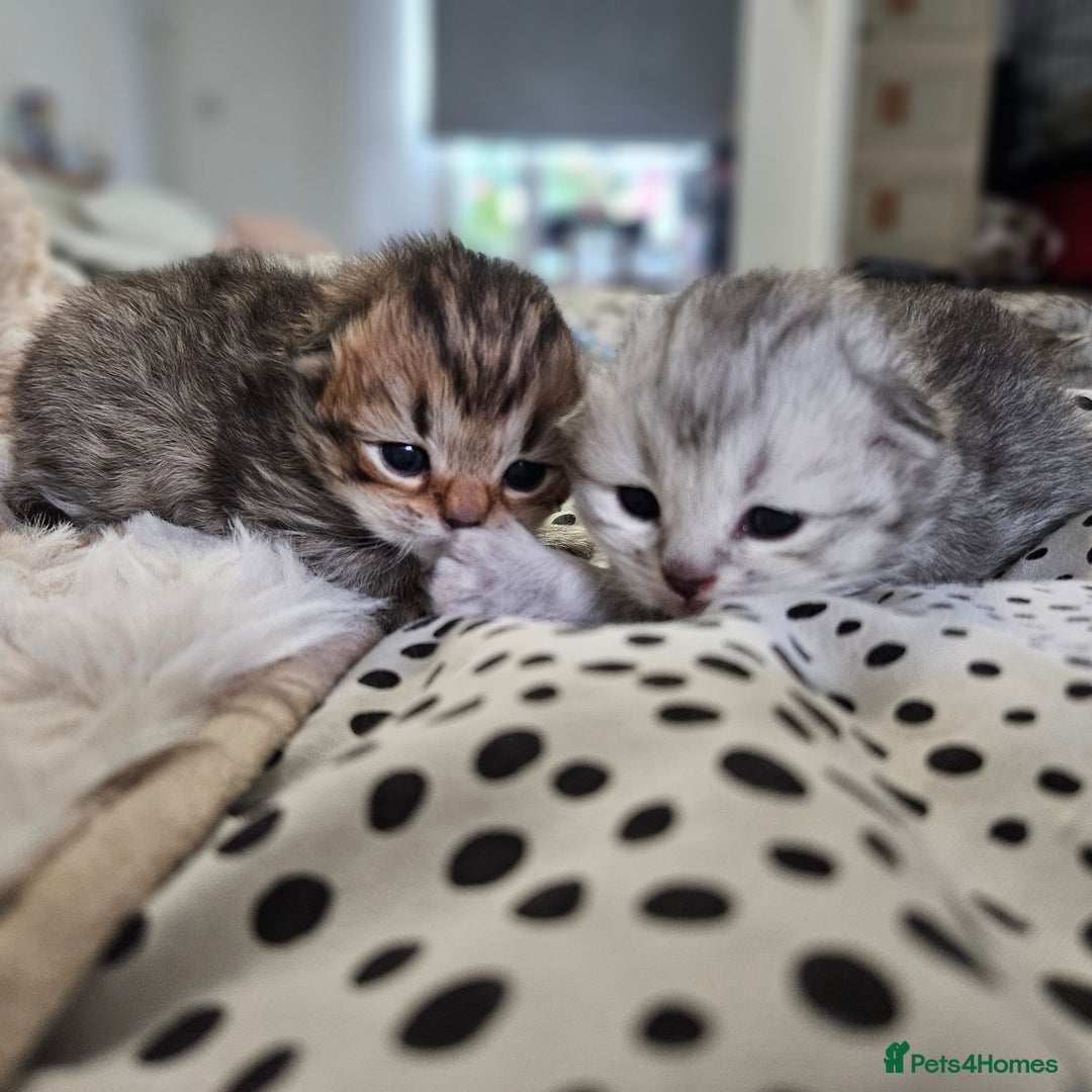 Scottish Fold cats for sale: TICA Scottish fold show quilty kittenss london  - Advert 14