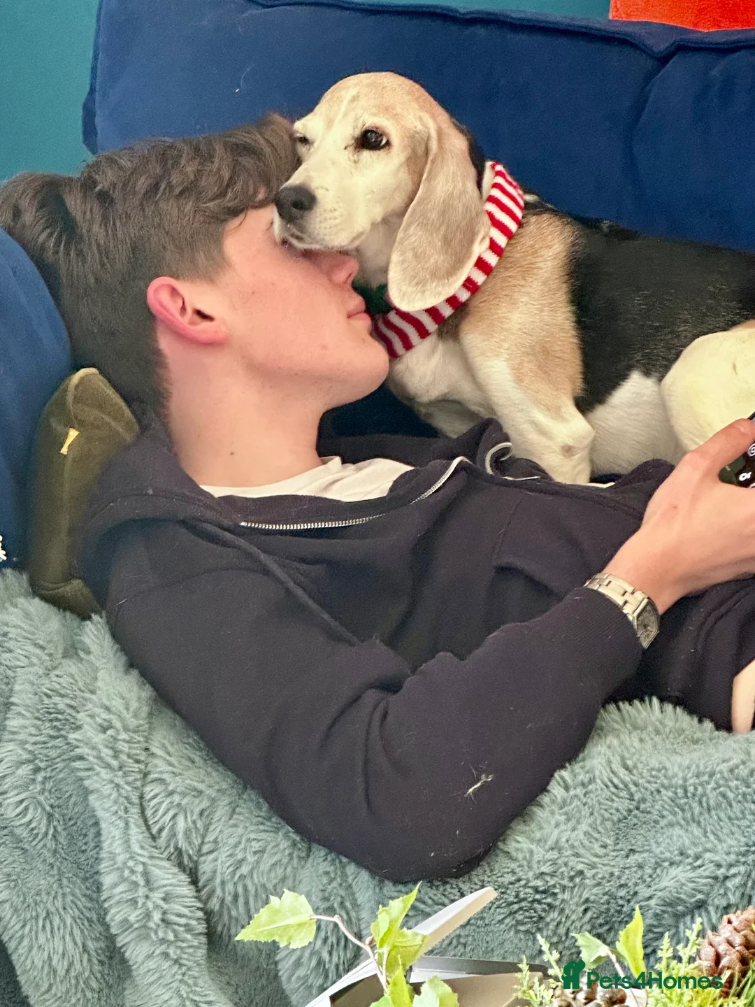 Beagle dogs for adoption: Sam needs a perfect retirement home - Advert 2