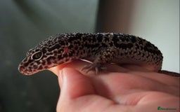 Leopard Gecko reptiles for sale: 3 leopard geckos for sale  - Image 2