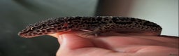 Leopard Gecko reptiles for sale: 3 leopard geckos for sale  - Advert 2