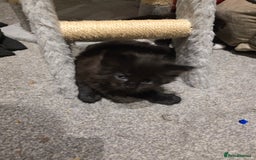 British Longhair cats for sale: 7 kittens boys and girls. British longhair cross  - Image 8