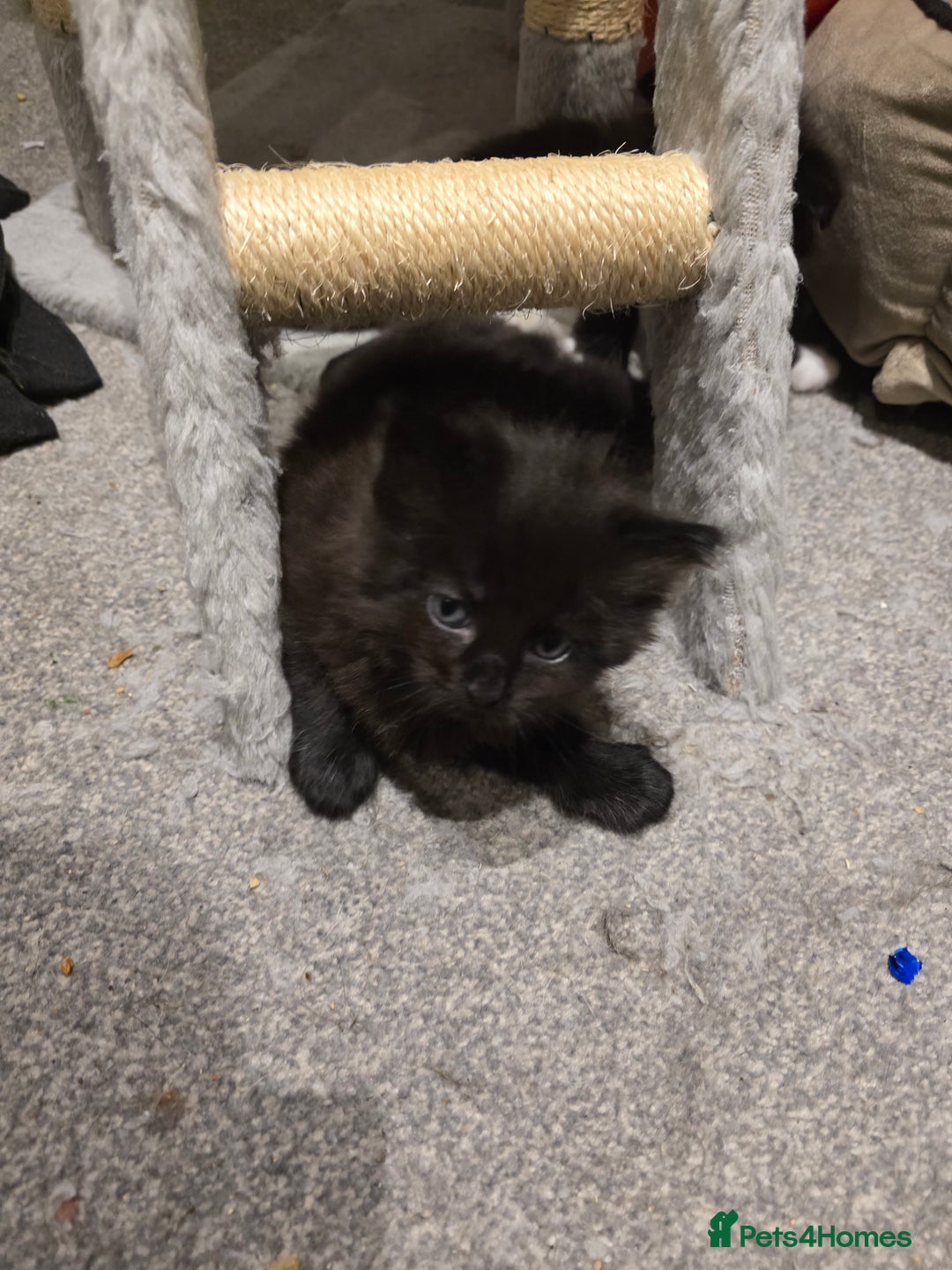 British Longhair cats for sale: 7 kittens boys and girls. British longhair cross  - Image 8