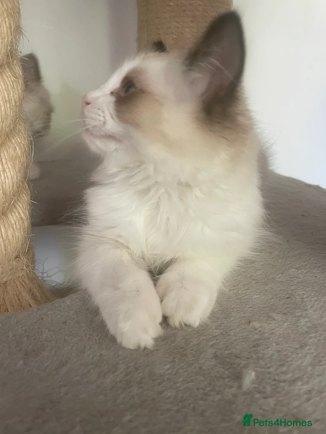Ragdoll cats for stud: GCCF ACTIVE BLUE MITTED FOR STUD ONLY - Advert 9