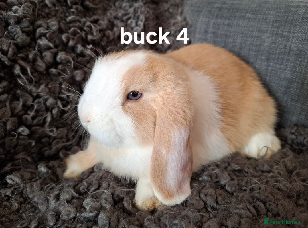 Mini Lop rabbits for sale: * READY TO LEAVE * from 14th December - Advert 9