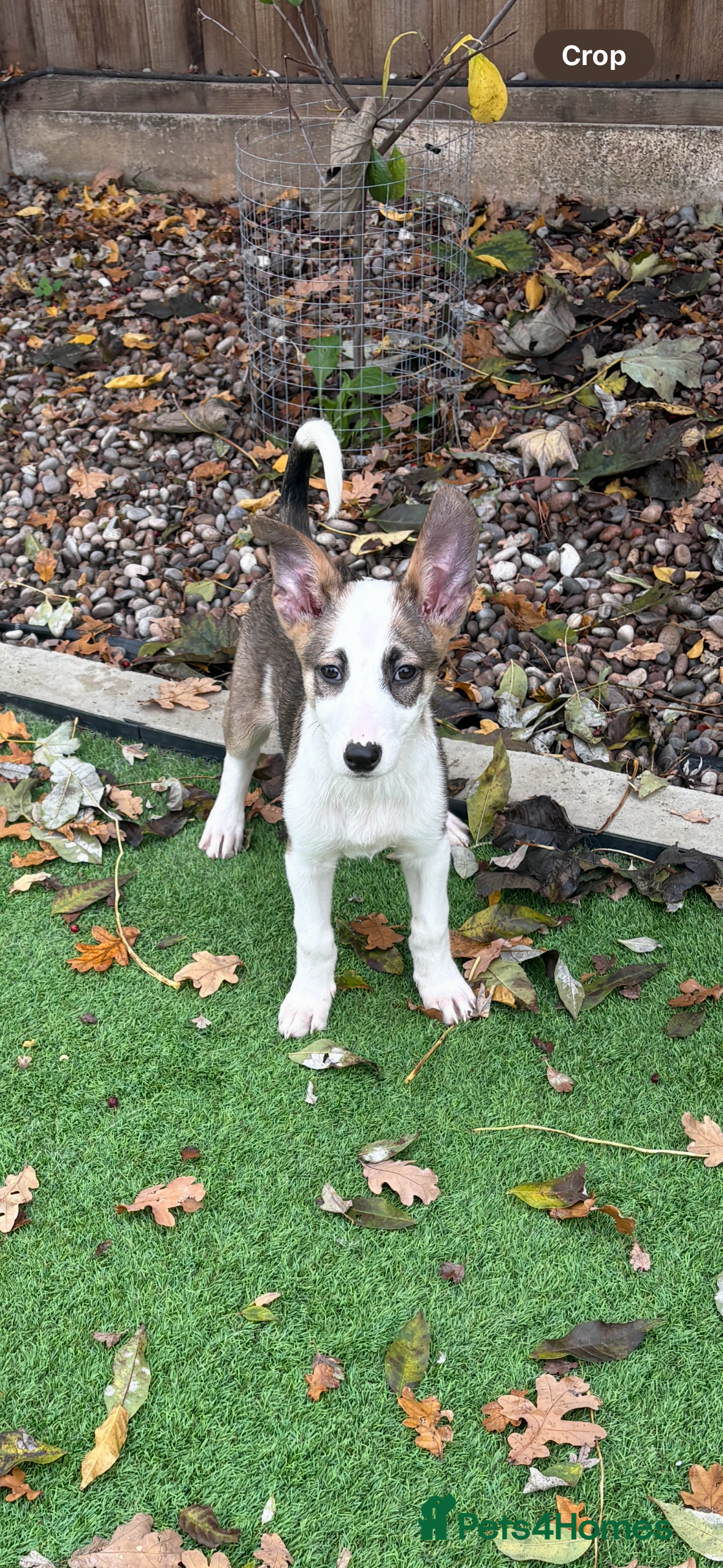 Mixed Breed dogs Cute puppy is looking for his forever home - Advert 1