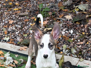 Mixed Breed dogs Cute puppy is looking for his forever home - Advert 6