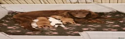 Cocker Spaniel dogs for sale: Fantastic Working Cockers  - Advert 1