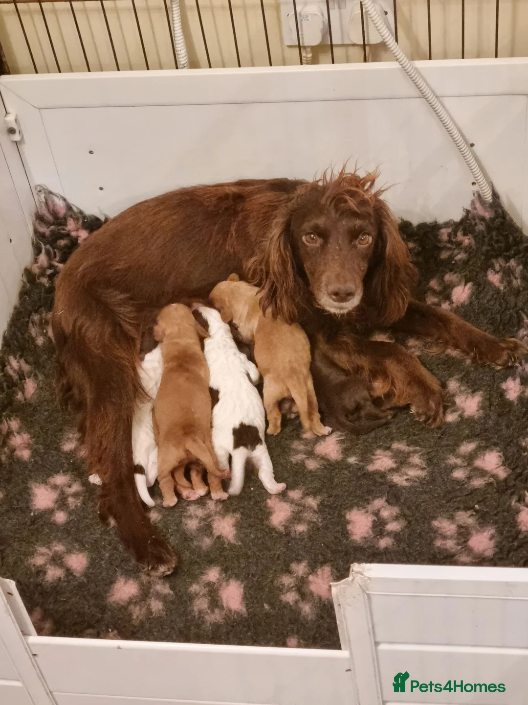 Cocker Spaniel dogs for sale: Fantastic Working Cockers  - Advert 1