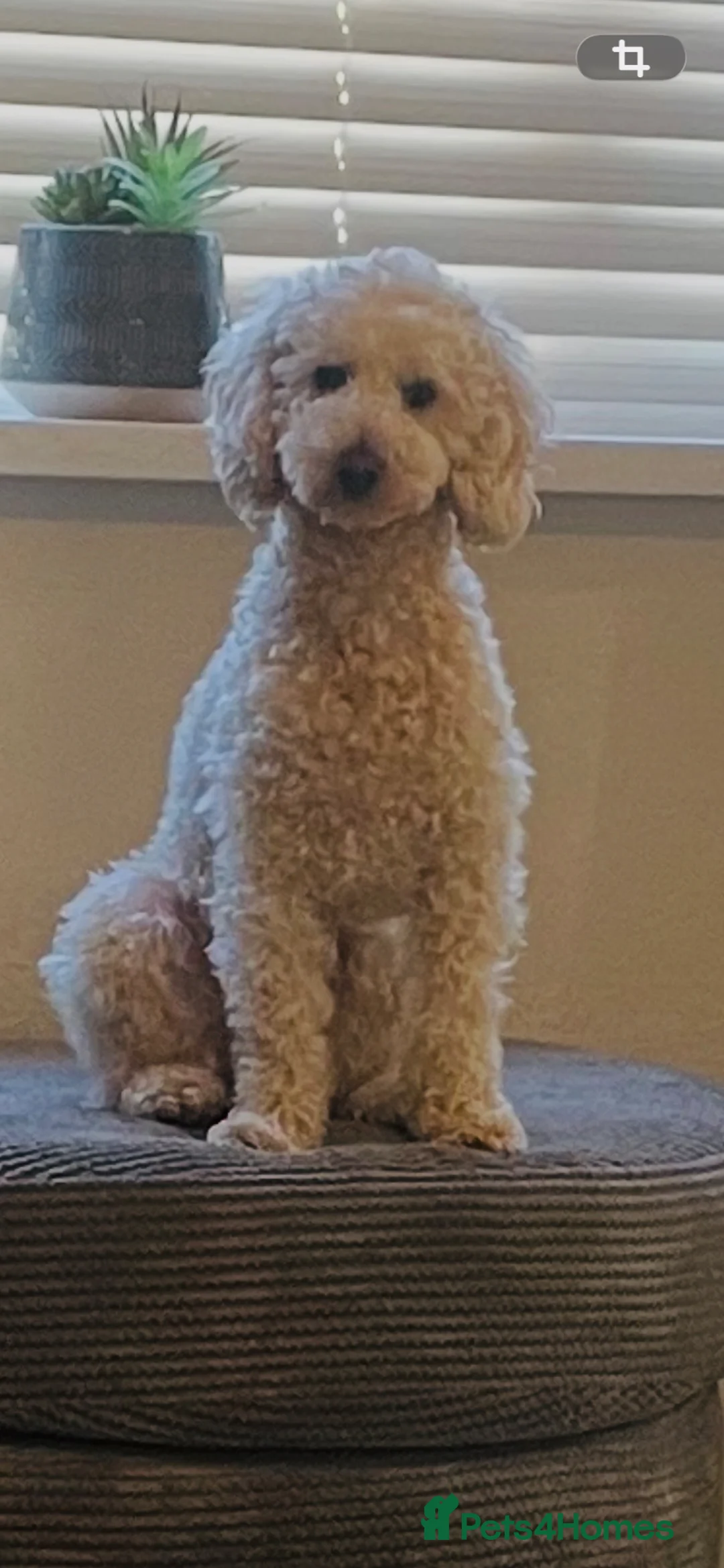 Miniature Poodle dogs for stud: Stunning miniature poodle for Stud  - Advert 2