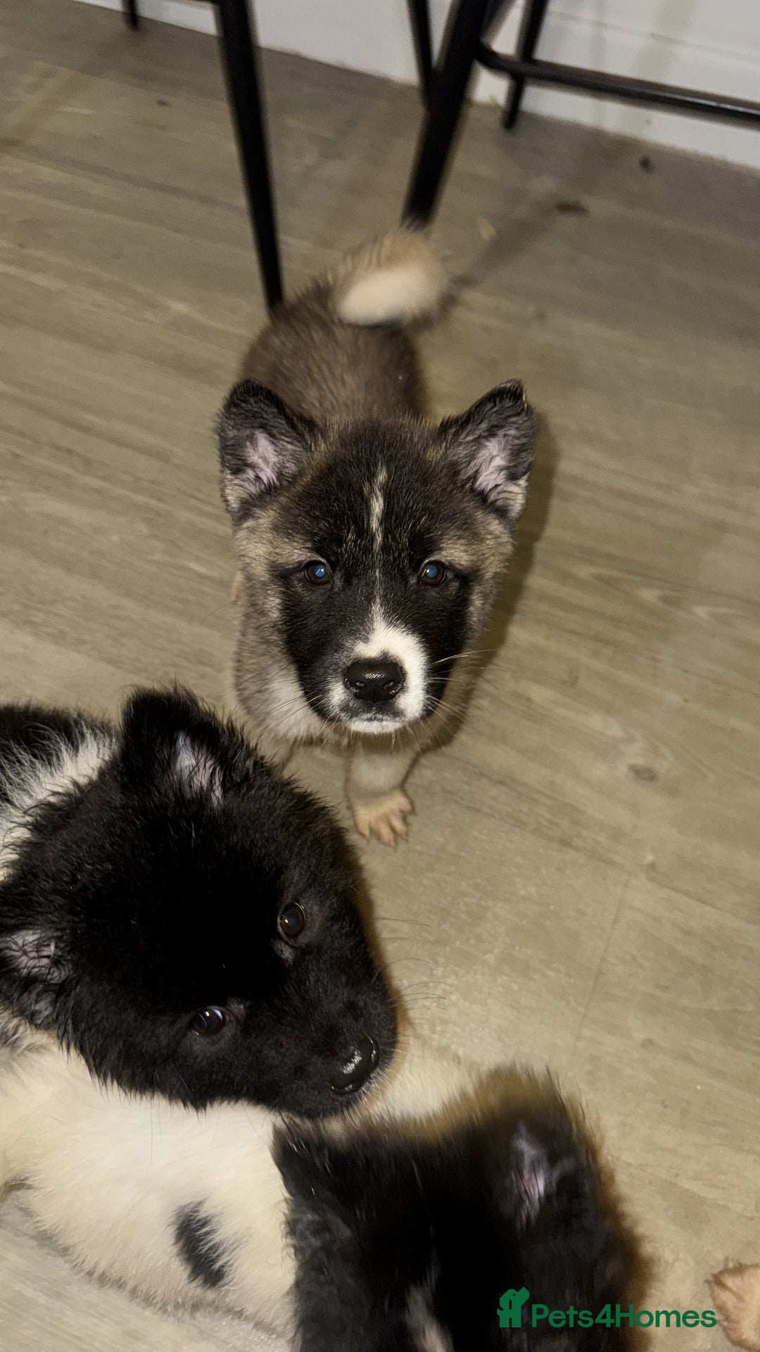 Akita dogs for sale: Quality Family Raised American Akita Puppies - Advert 37
