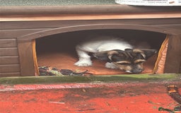 Jack Russell dogs for sale: Jack Russell  - Image 2