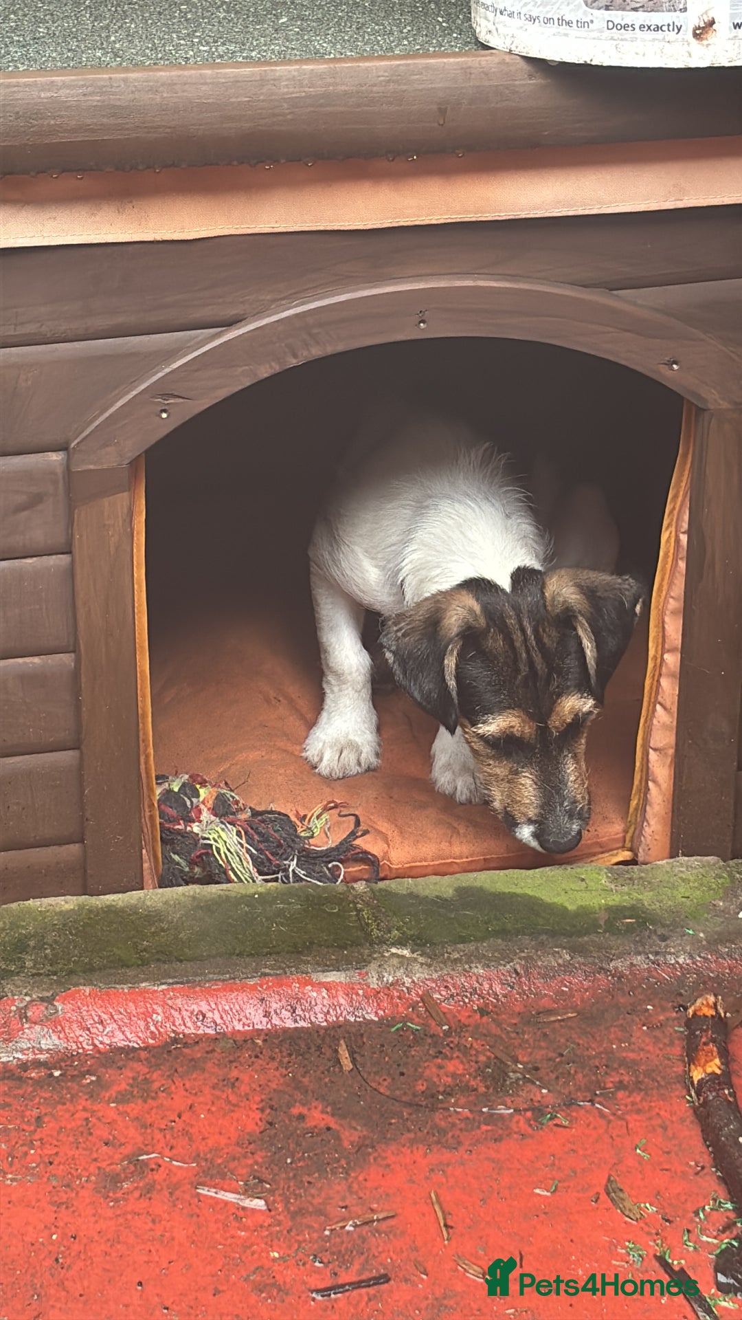 Jack Russell dogs for sale: Jack Russell  - Image 2