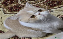 Exotic cats for sale: Cream and White Pedigree Exotic Shorthair in London - Image 3