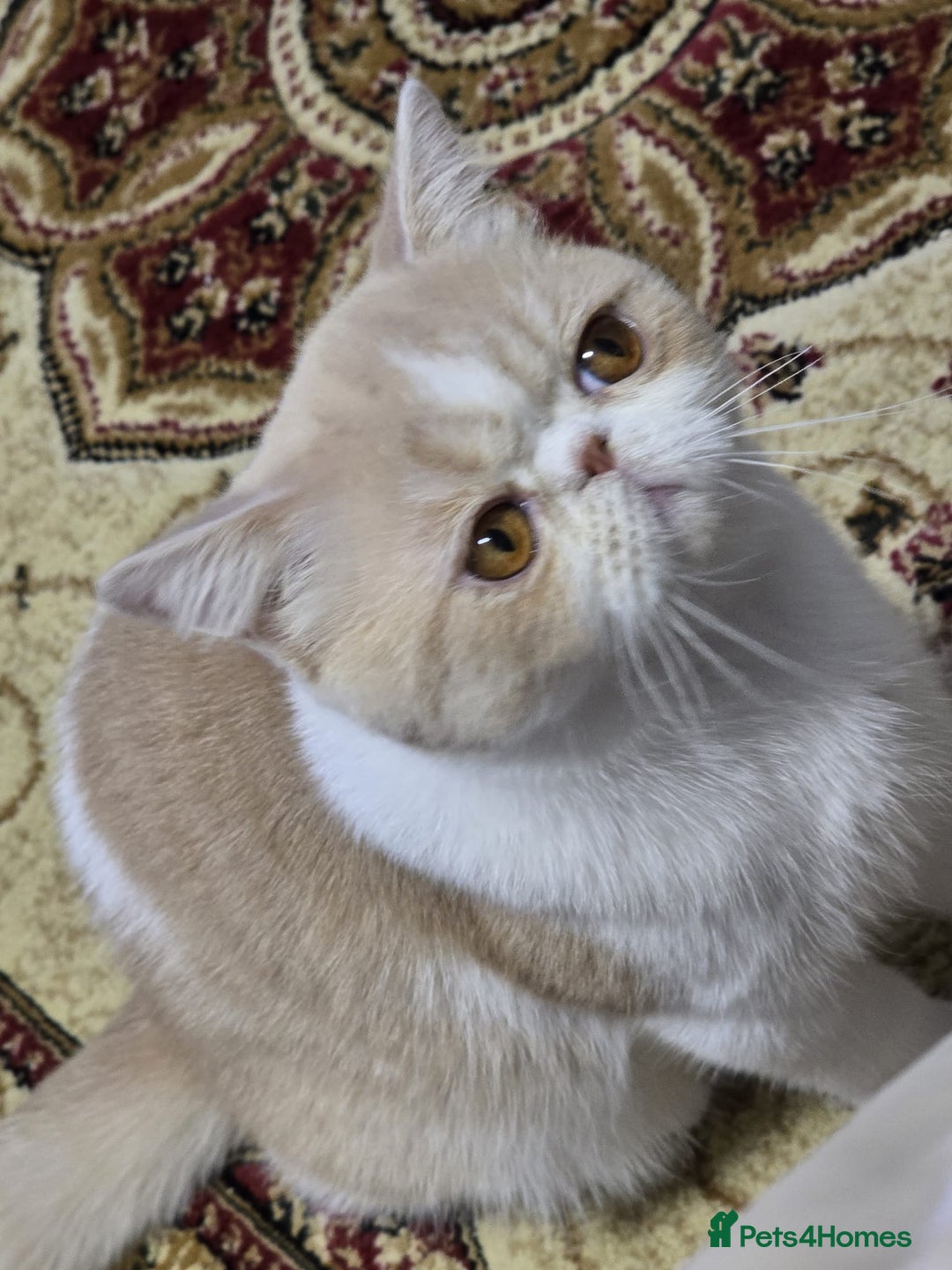 Exotic cats for sale: Cream and White Pedigree Exotic Shorthair in London - Image 3