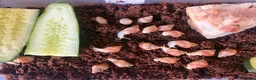 Snails invertebrates for sale: African land snails - Advert 6