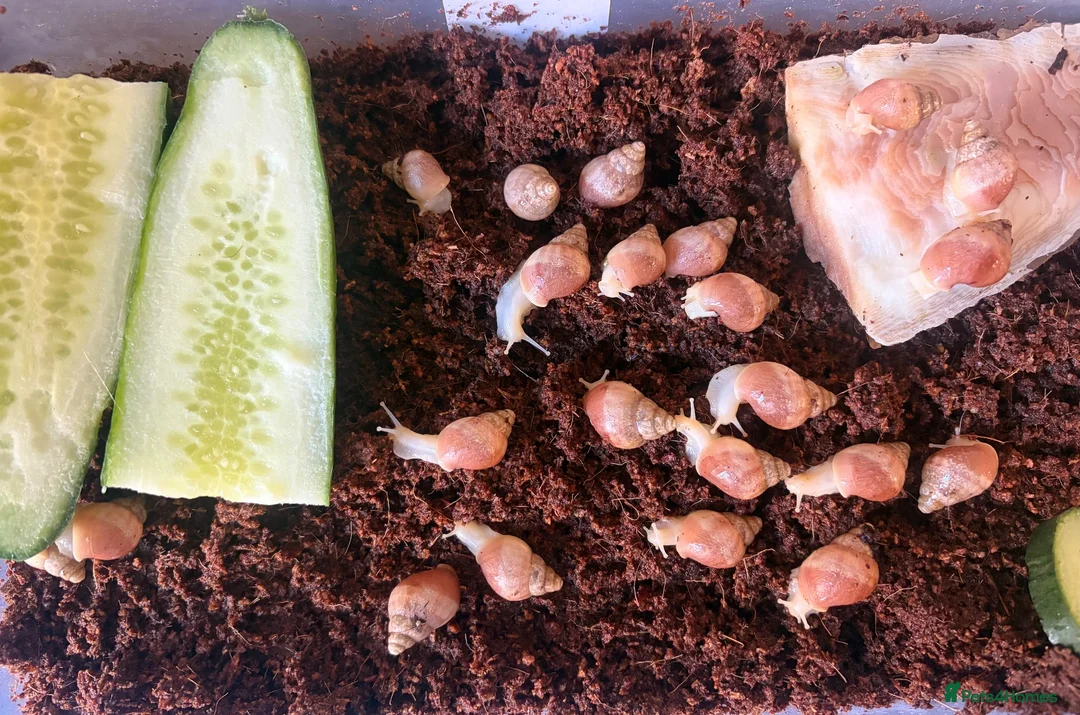 Snails invertebrates for sale: African land snails - Advert 6