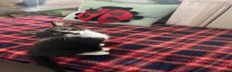 Mixed Breed cats for sale: 5 lovely kittens 🐾 - Advert 11