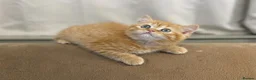 British Shorthair cats for sale: Beautiful Ginger Girl Tabby BSH Kitten - Advert 18