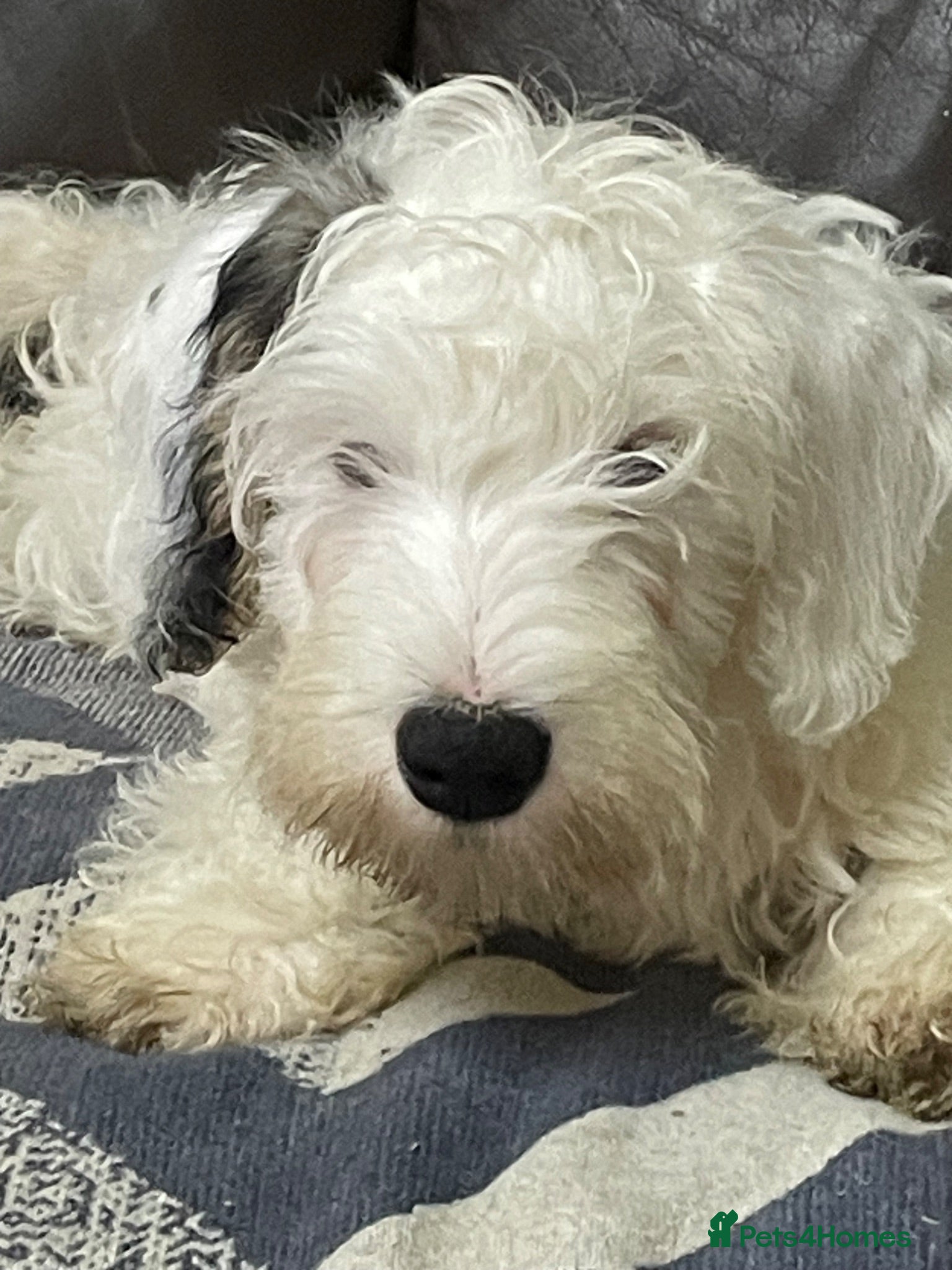 Sealyham Terrier dogs Sealyham Terrier puppies  - Advert 2