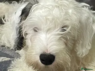 Sealyham Terrier dogs Sealyham Terrier puppies - Advert 2