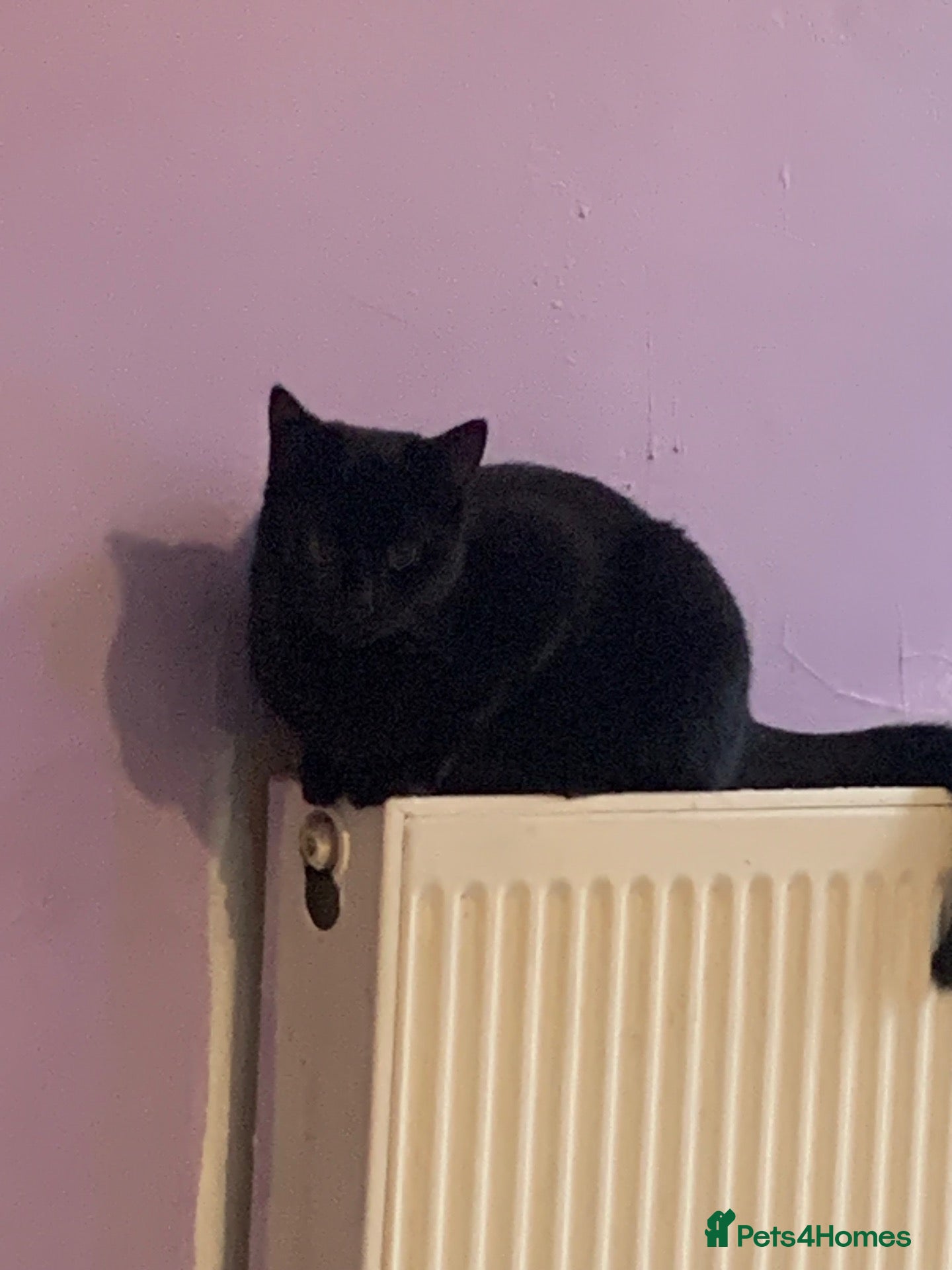Mixed Breed cats for sale: Selling my black cat  - Advert 2