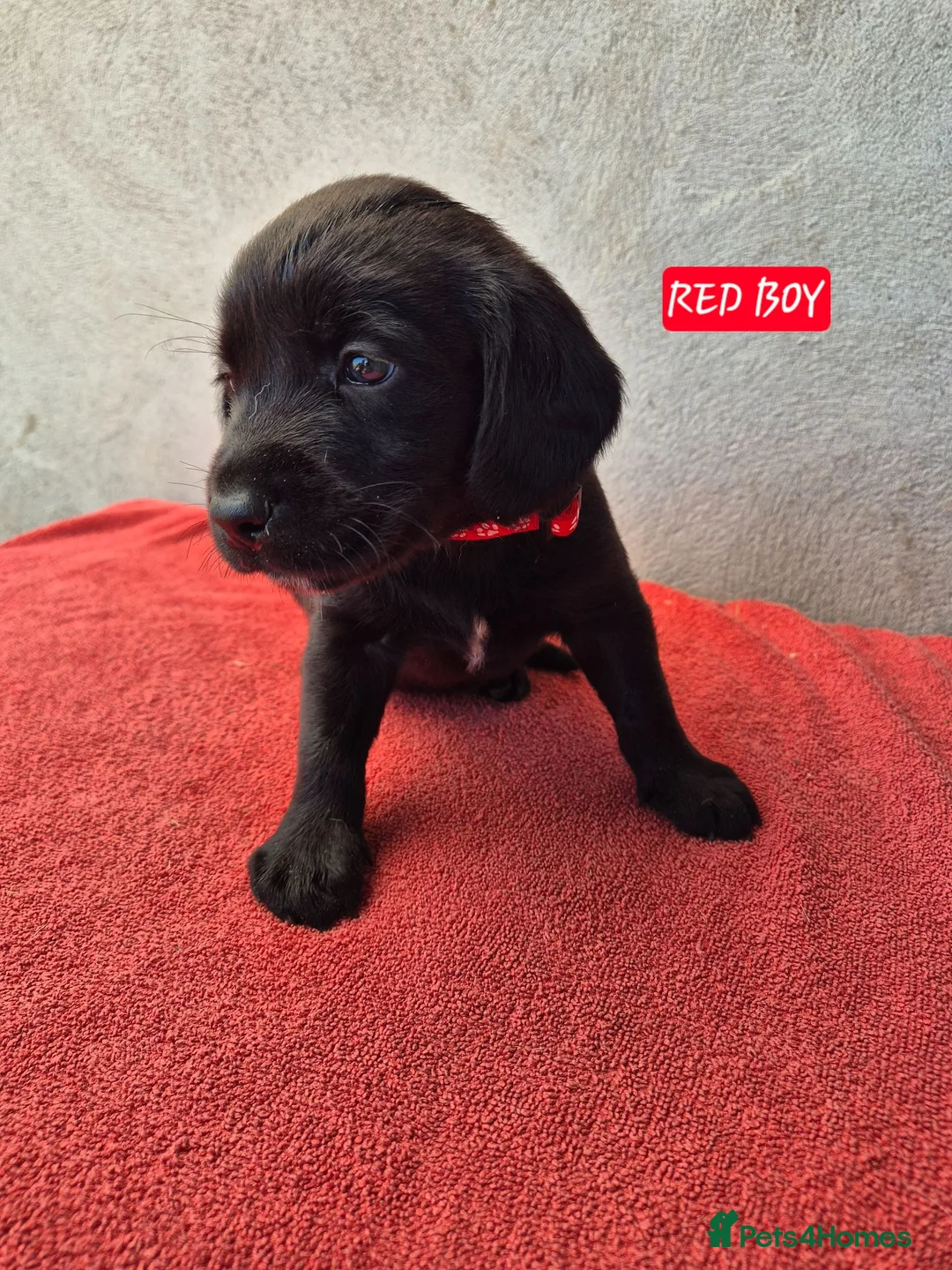 Springador dogs for sale: Springador Puppies - Advert 10