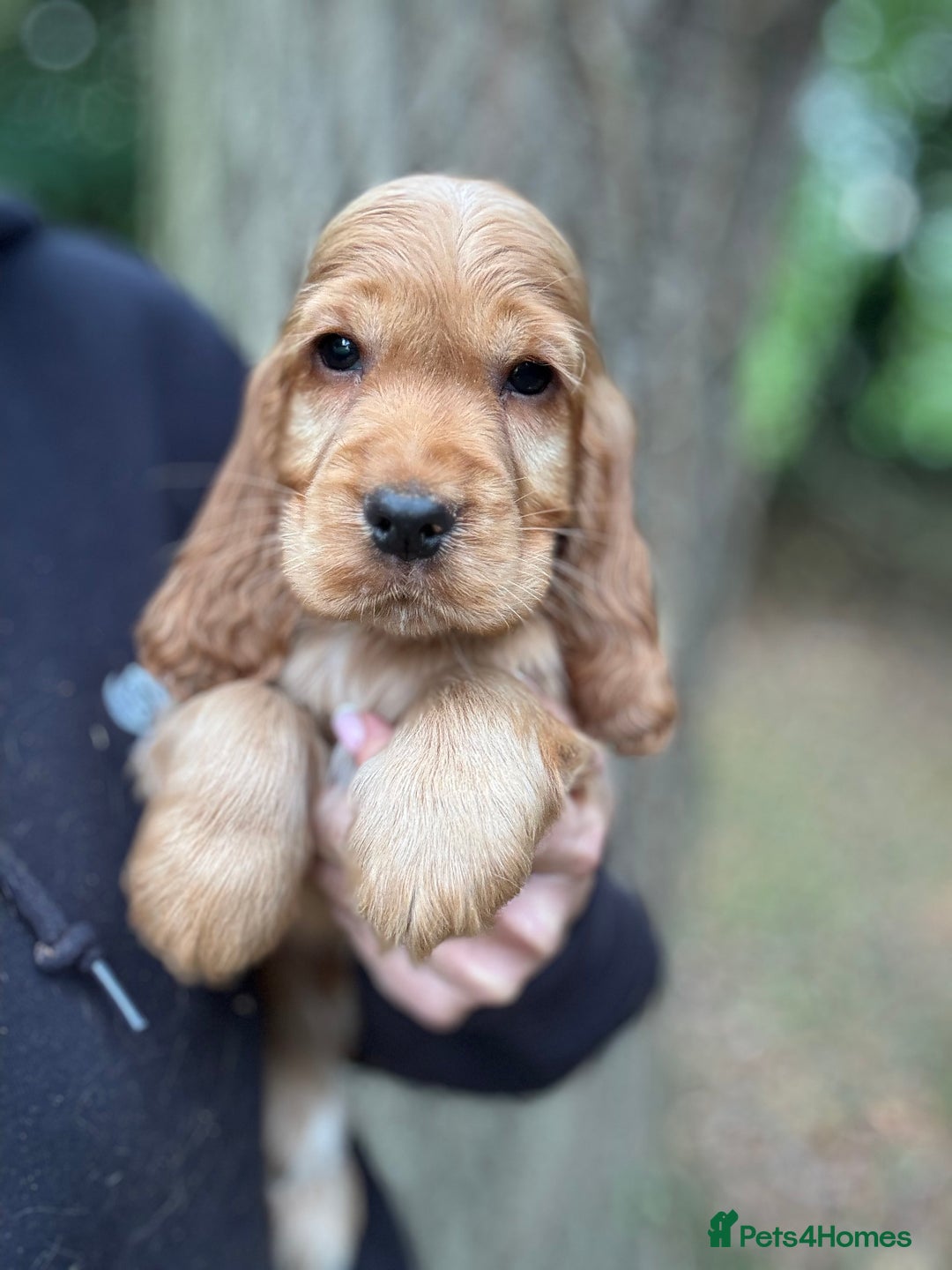 Cocker Spaniel dogs for sale: ALL GOLDEN 100% SHOW TYPE HEALTH TESTED PARENTS  - Image 16