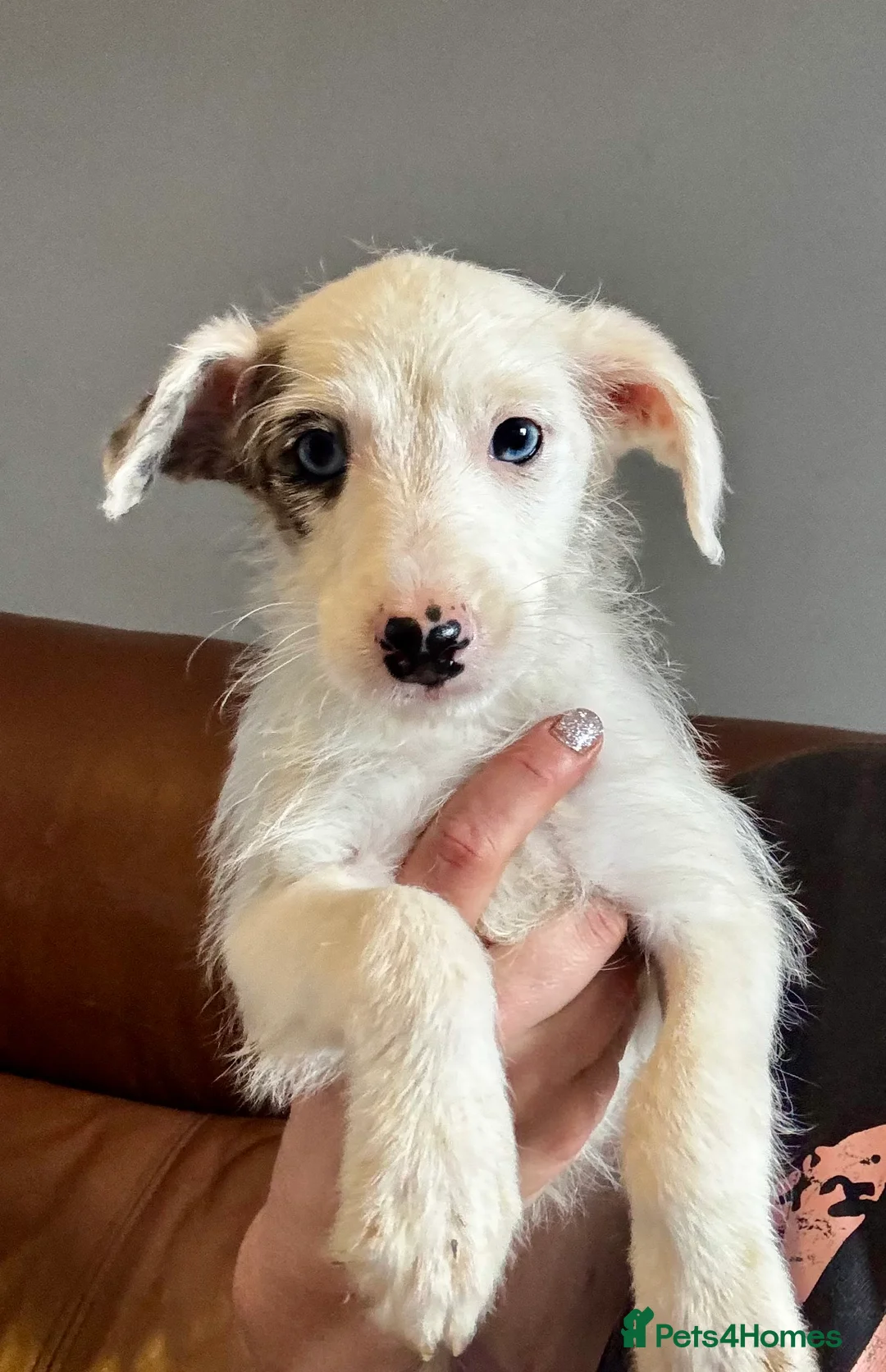 Mixed Breed dogs for sale: Whippet x Poodle READY NOW - Advert 27