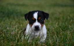 Jack Russell dogs for sale: Jack Russel puppies for sale  - Image 27