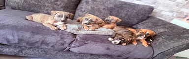 Reverse brindle 