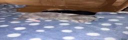 Mixed Breed cats for sale: 4 maincoon cross tabby kittens  - Advert 10