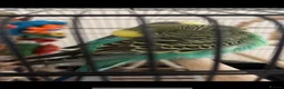 Budgerigars birds for sale: 2 beautiful male budgies in King's Lynn - Advert 7