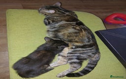 Mixed Breed cats for sale: Lovely confident kittens - Image 7