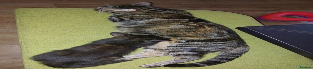 multicoloured female tabby 
