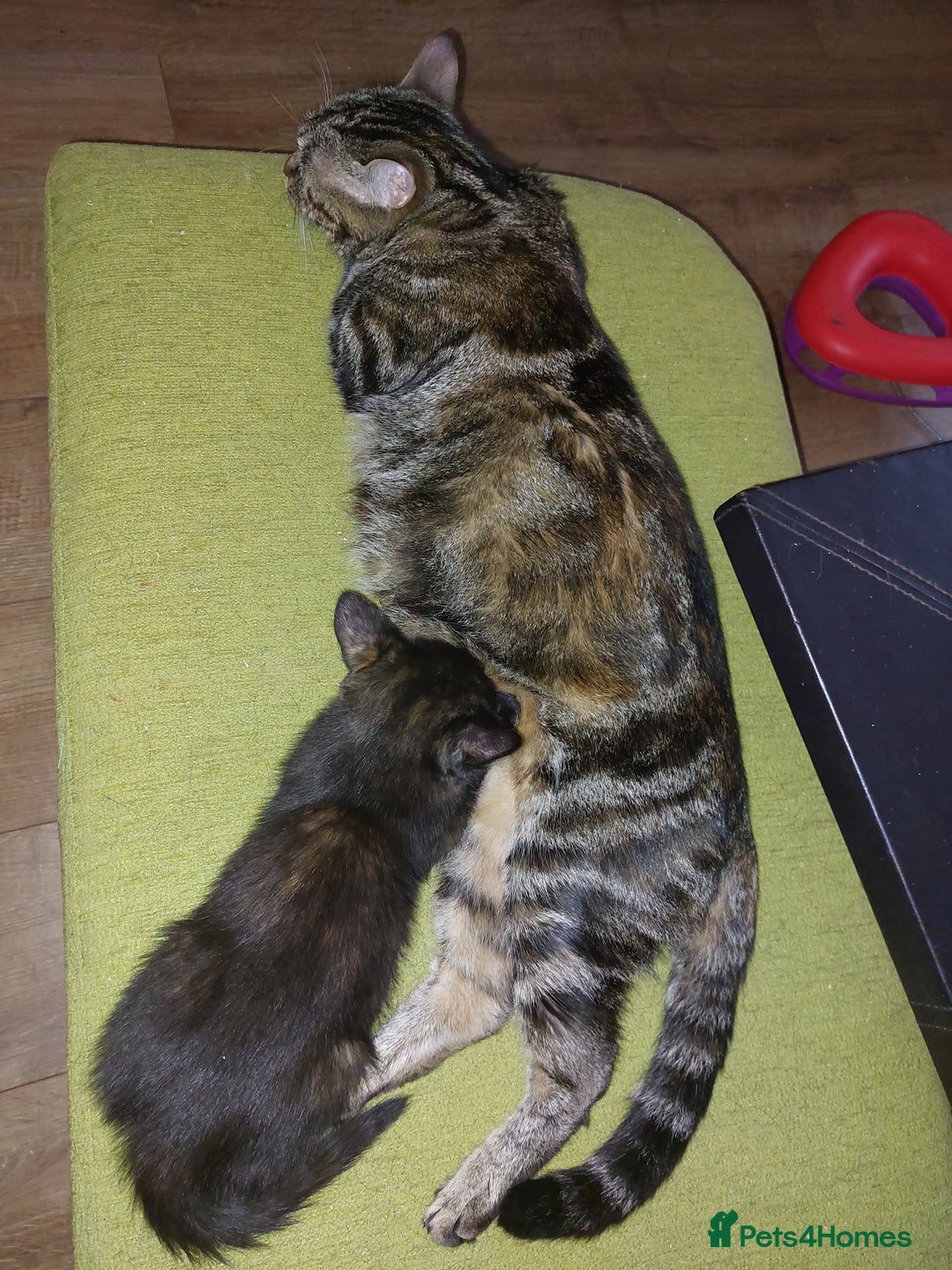 Mixed Breed cats for sale: Lovely confident kittens - Image 7