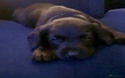 Springador dogs for sale: Springador/Labrador Puppies - Image 7
