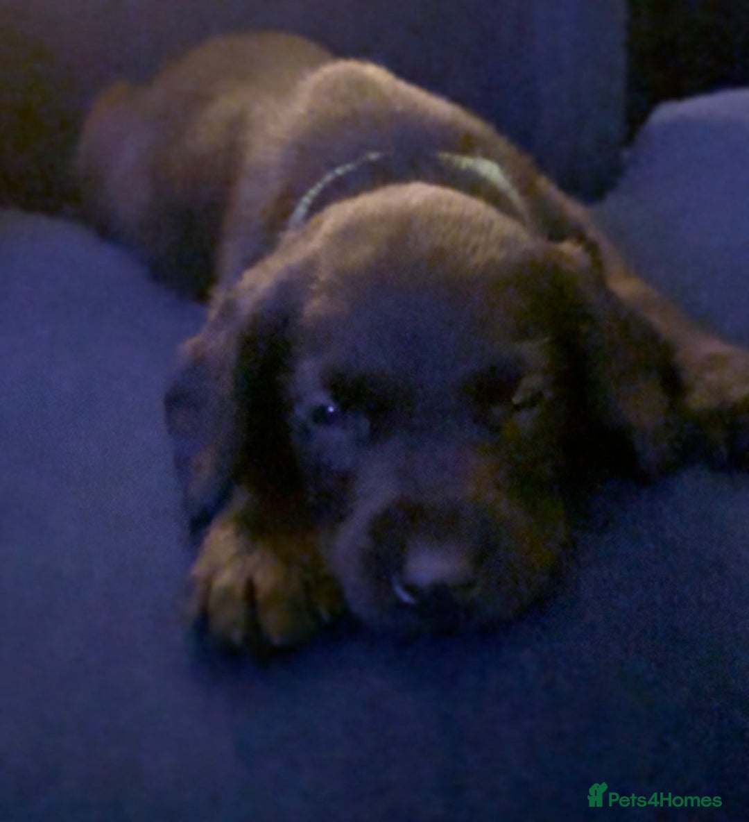 Springador dogs for sale: Springador/Labrador Puppies - Image 7