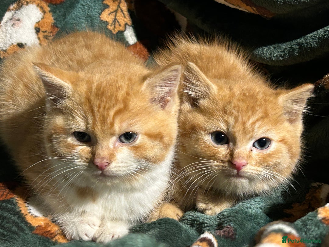 Mixed Breed cats for sale: Beautiful Healthy Kittens Ready now  - Advert 19